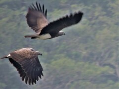 Haliaeetus ichthyaetus