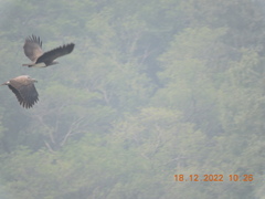 Haliaeetus ichthyaetus