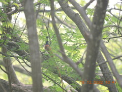 Terpsiphone paradisi