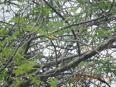 Pericrocotus flammeus