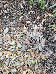 Helichrysum stoechas