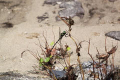 Anotogaster sieboldii