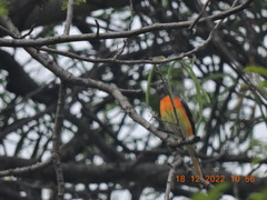 Pericrocotus flammeus