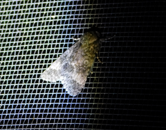 Acronicta megacephala