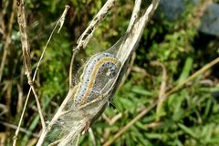 Evergestis extimalis