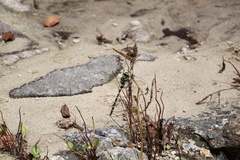 Anotogaster sieboldii