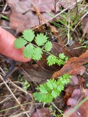 Sanguisorba minor