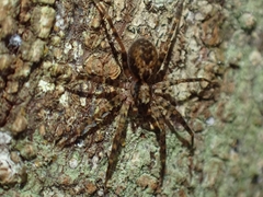Toxopsoides erici