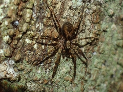 Toxopsoides erici