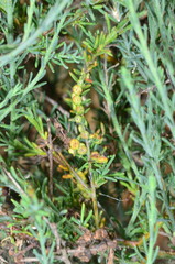 Maireana microphylla
