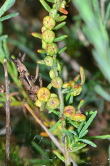Maireana microphylla