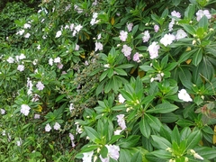 Impatiens sodenii