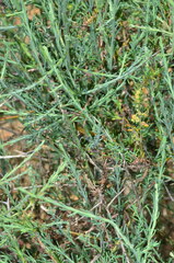 Maireana microphylla