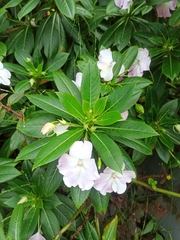 Impatiens sodenii