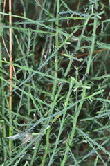 Maireana microphylla