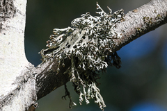 Pseudevernia furfuracea