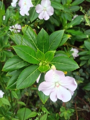 Impatiens sodenii