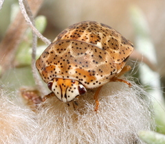 Sphaerocoris testudogrisea