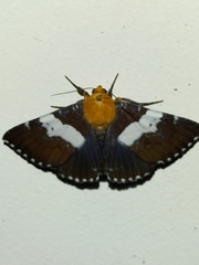 Buzara latizona