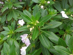 Impatiens sodenii