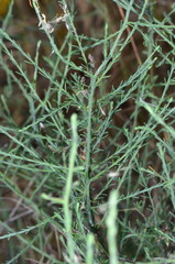 Maireana microphylla
