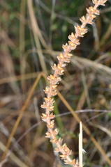 Plantago debilis