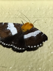 Buzara latizona