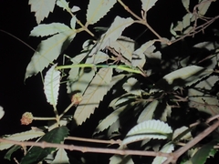 Candovia annulata