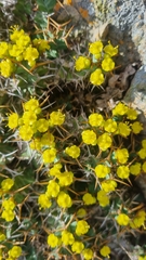 Euphorbia clavigera