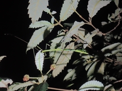 Candovia annulata