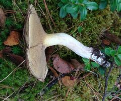 Suillus placidus