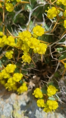 Euphorbia clavigera
