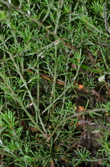 Pultenaea laxiflora