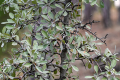 Pyrus elaeagrifolia