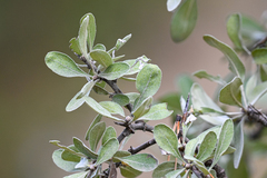 Pyrus elaeagrifolia