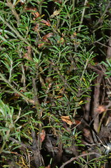 Pultenaea laxiflora