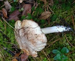 Suillus placidus