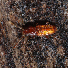 Placonotus testaceus
