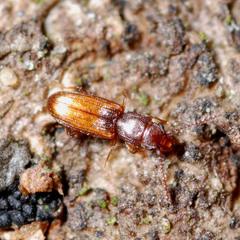 Cryptolestes duplicatus