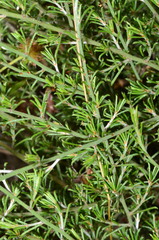 Pultenaea laxiflora
