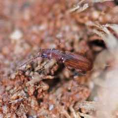 Cryptolestes duplicatus