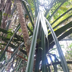 Pandanaceae