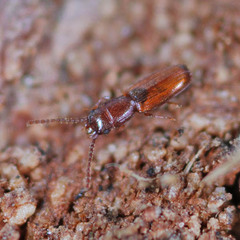 Cryptolestes duplicatus