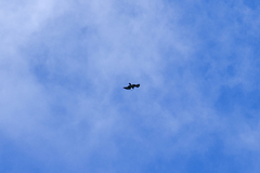 Circaetus gallicus gallicus