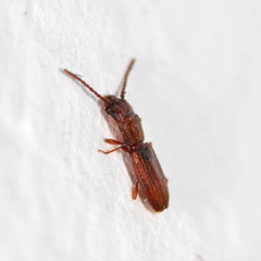 Cryptolestes ferrugineus