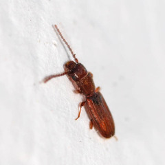 Cryptolestes ferrugineus