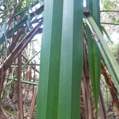 Pandanaceae