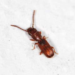Cryptolestes ferrugineus