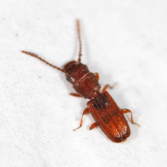 Cryptolestes ferrugineus
