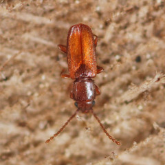 Placonotus testaceus